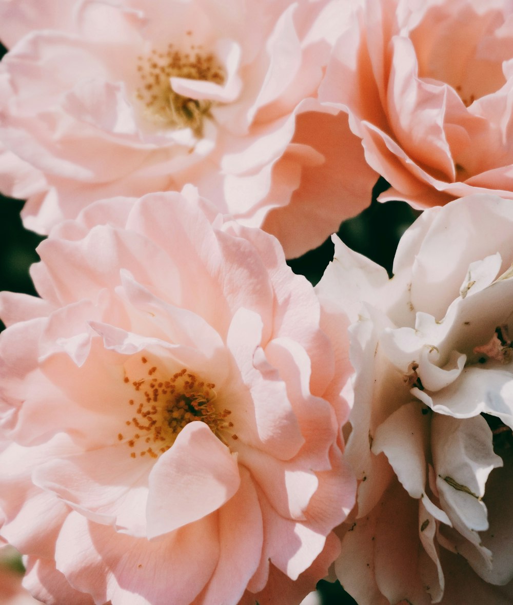 pink petaled flower