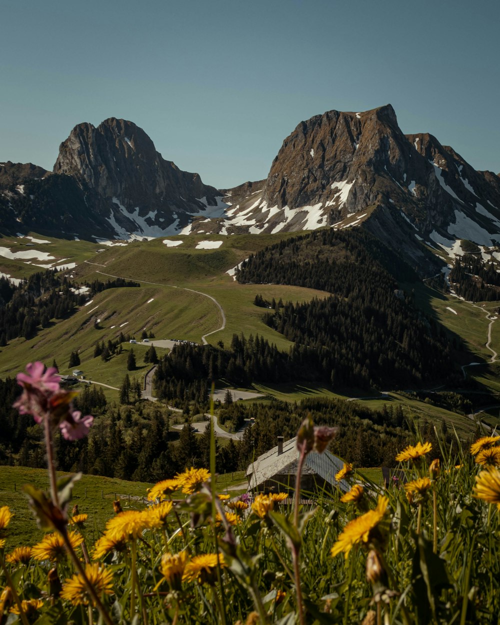 yellow flowers in bloom