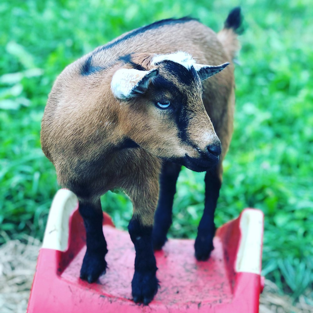 Cabrito de cabra marrón y negro sobre superficie roja