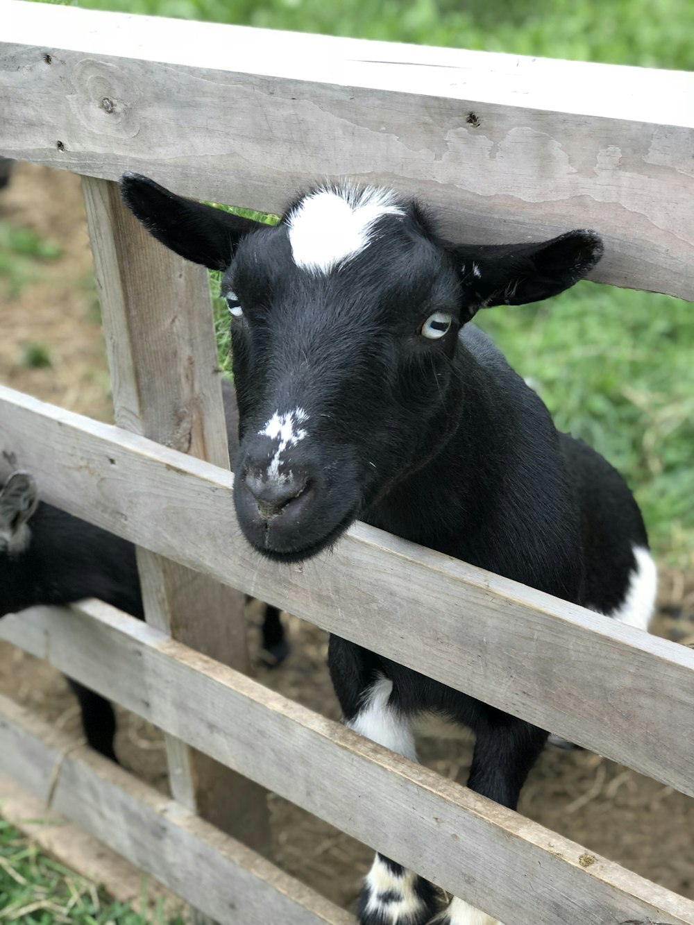 black and white coated goat on brown wooden fence