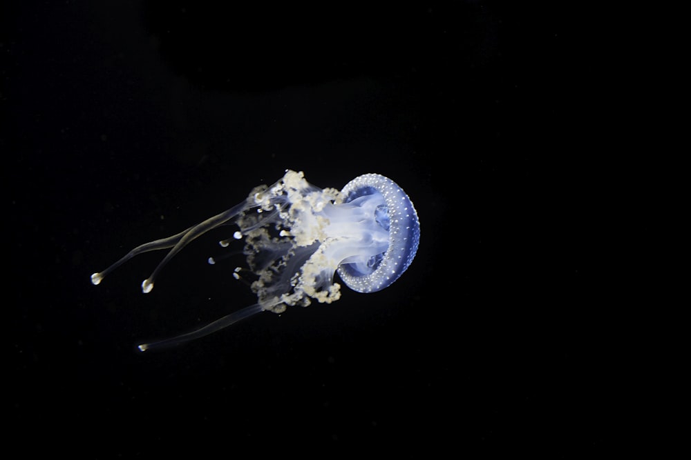 blue jellyfish