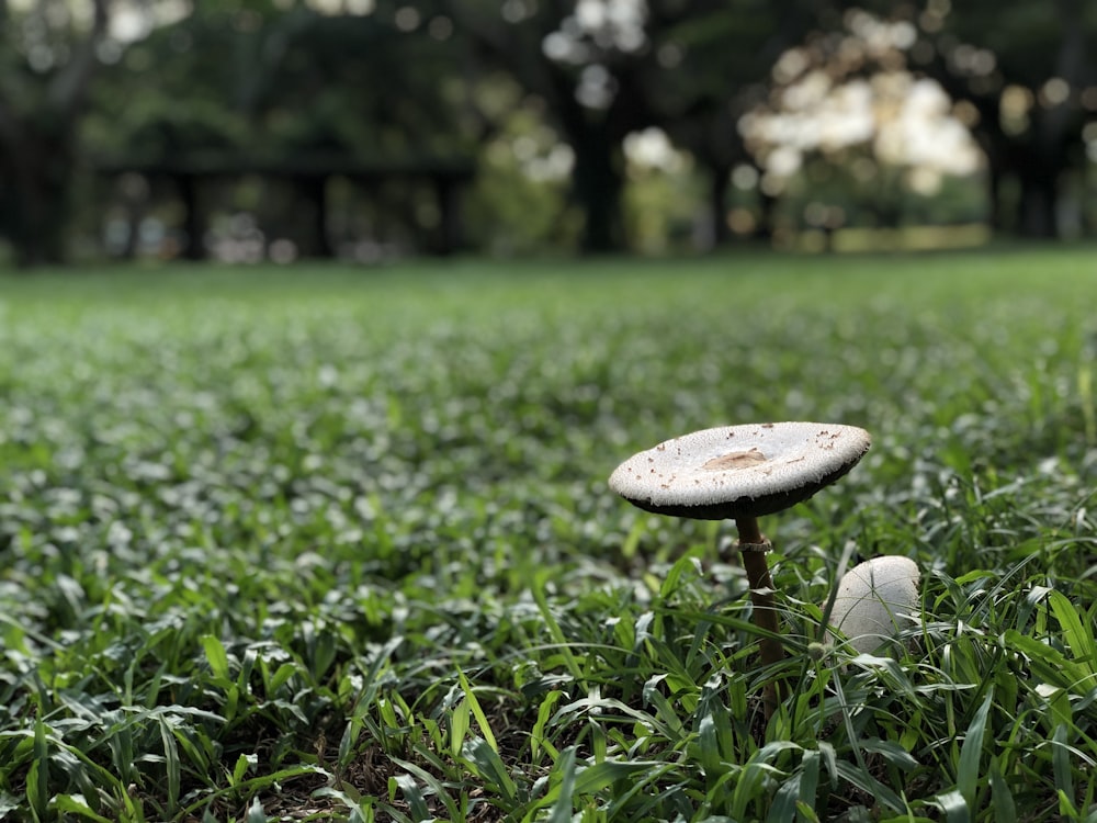 white mushroom on grass field