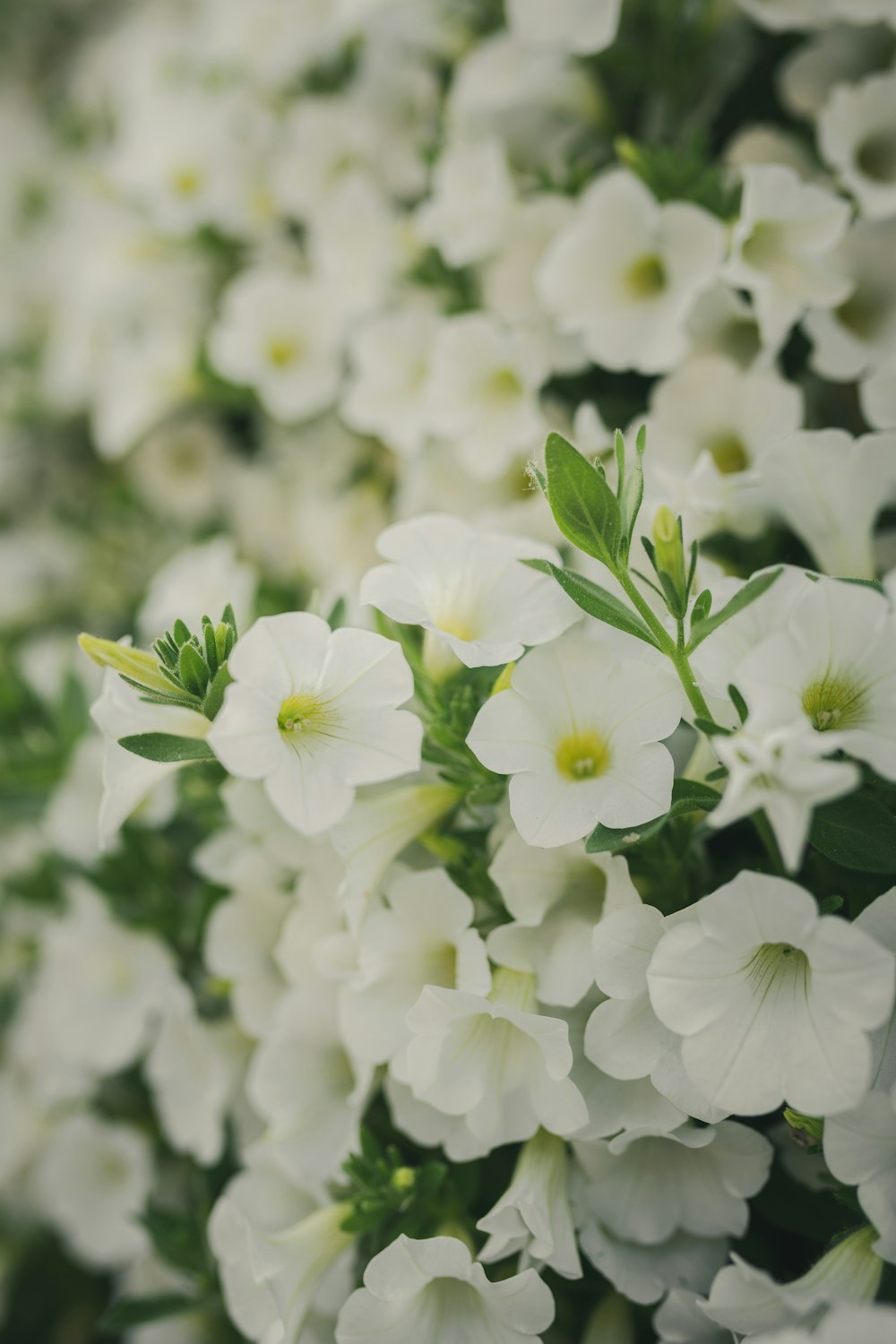 flor branca de pétalas