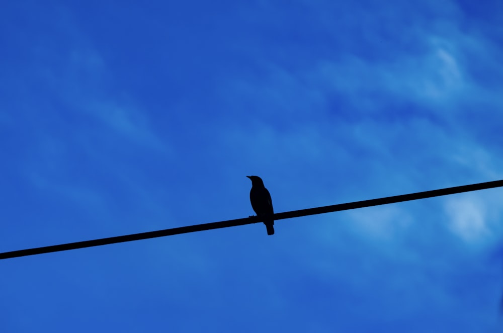 black bird perched on black cable