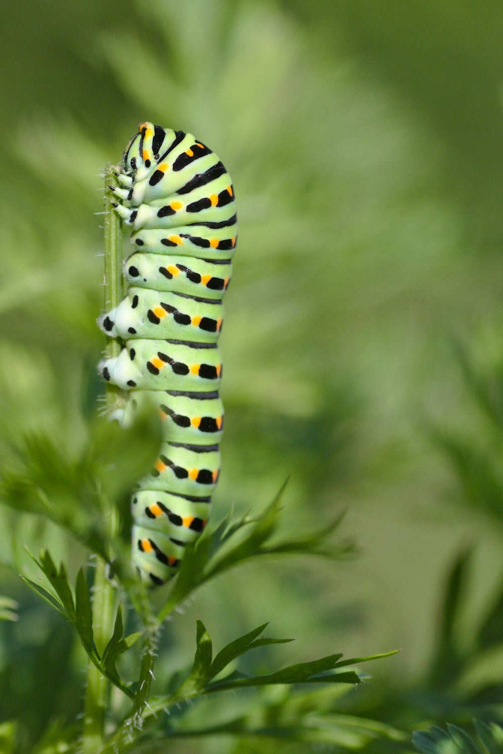 green catterpillar