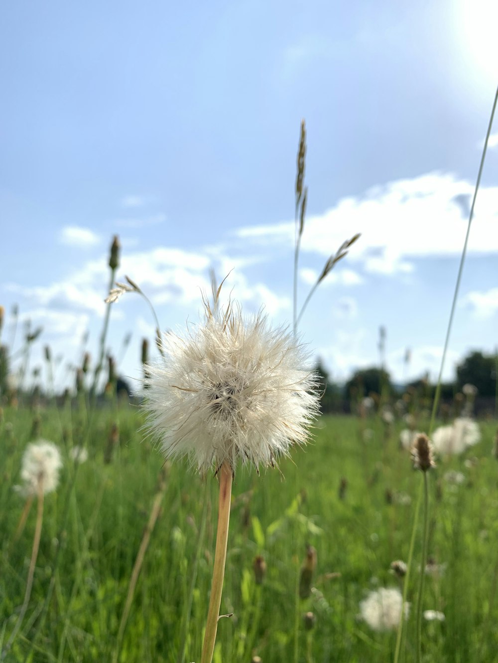 white dandelion during day