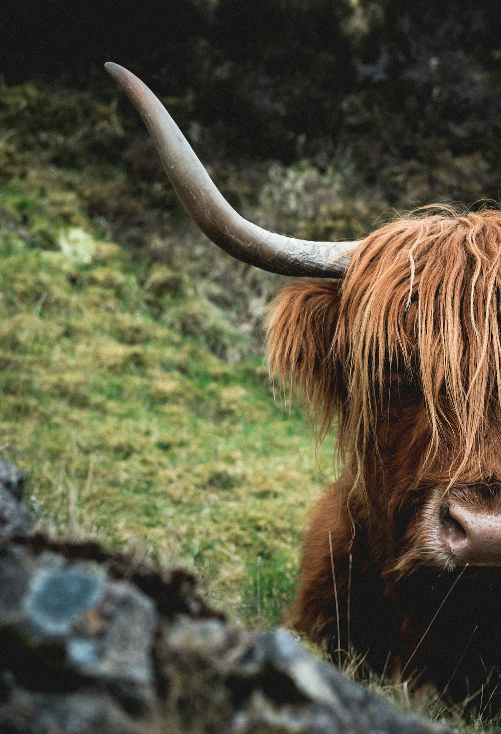 brown bull on grass field