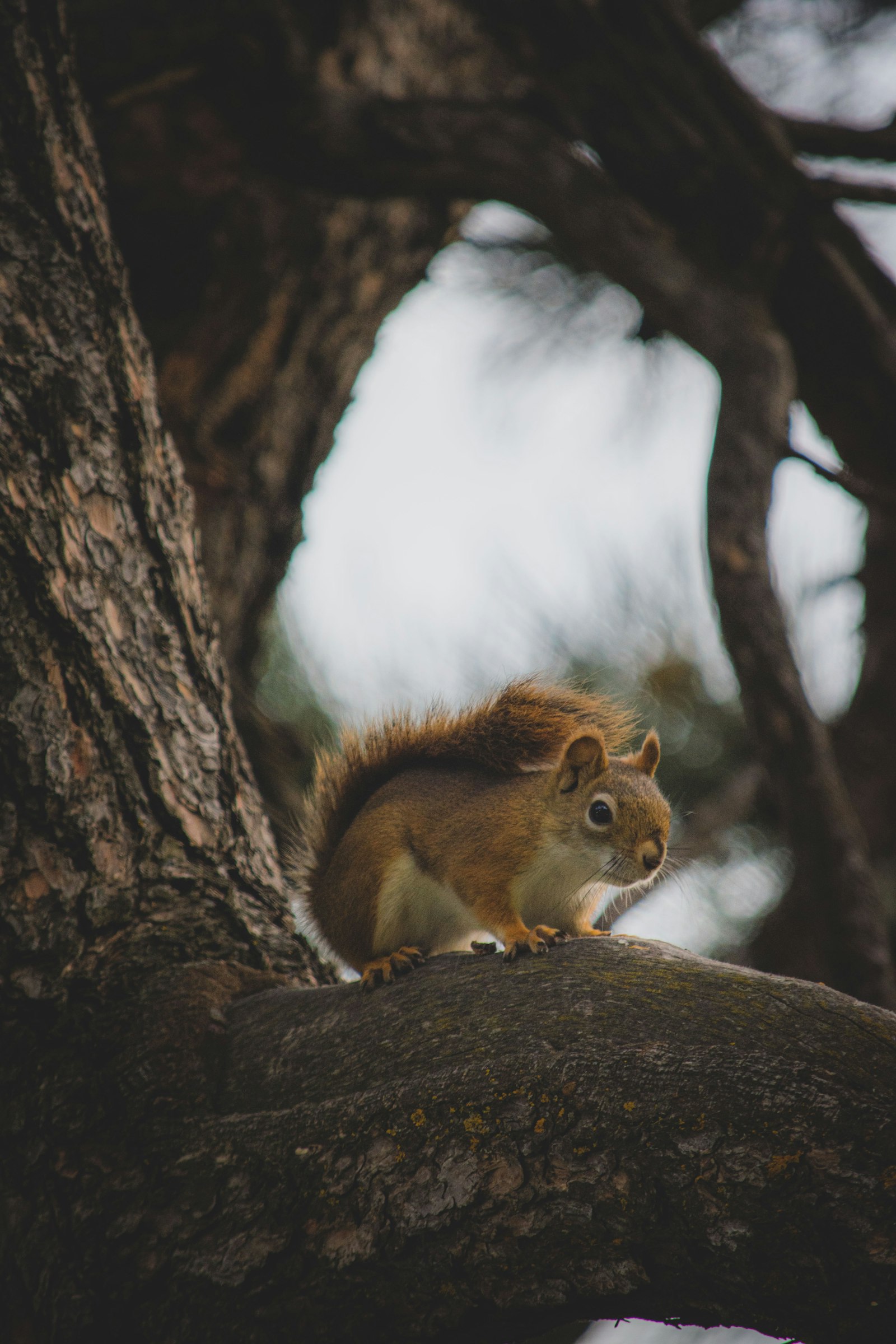 Nikon D5500 + Nikon AF-S DX Nikkor 55-300mm F4.5-5.6G ED VR sample photo. Brown squirrel on tree photography