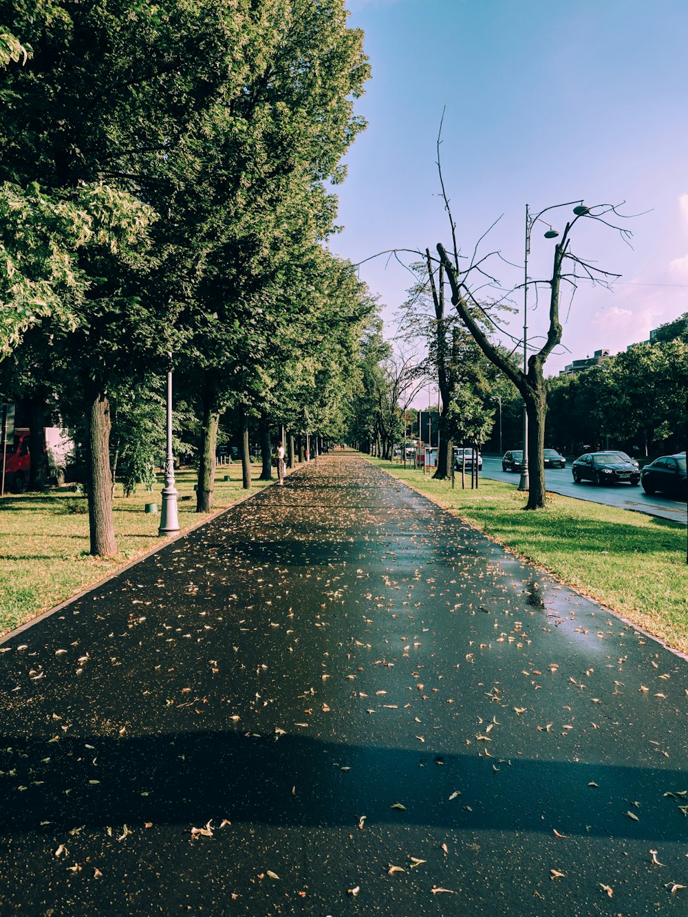 leafless tree near pathway