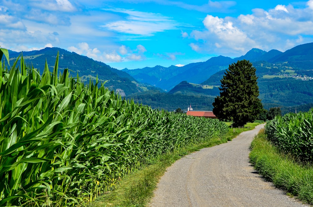 pathway near cornfield during daytime