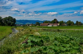 A scenic rural landscape with lush green fields in the foreground, leading to a small creek that winds through the scene. In the distance, a cluster of farm buildings with brown roofs is nestled among a variety of trees, set against the backdrop of rolling hills and a partly cloudy blue sky.