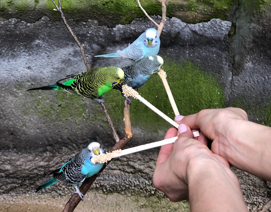 person feeding four parakeets on tree branch