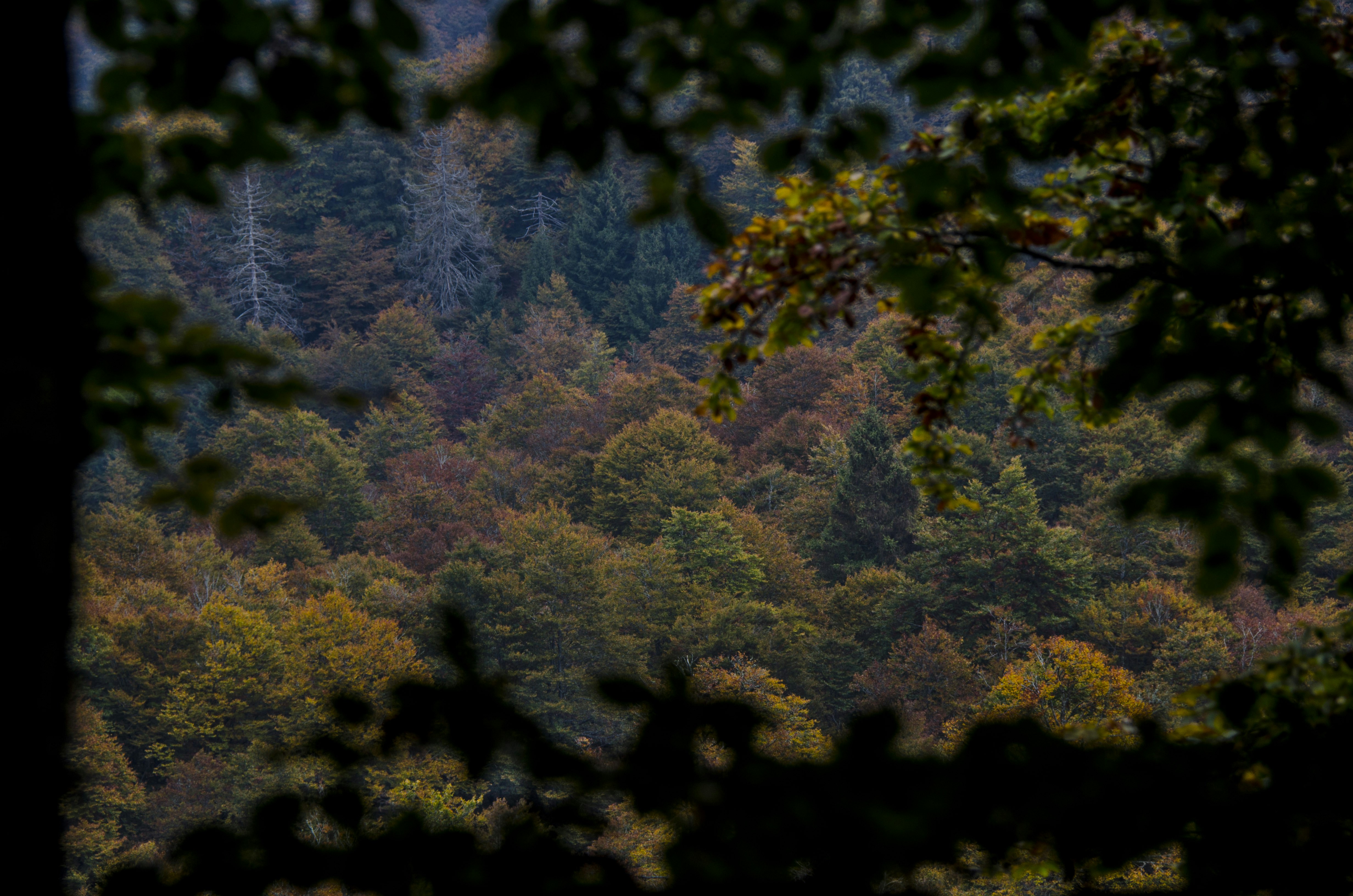 Photo by gopitri_prem