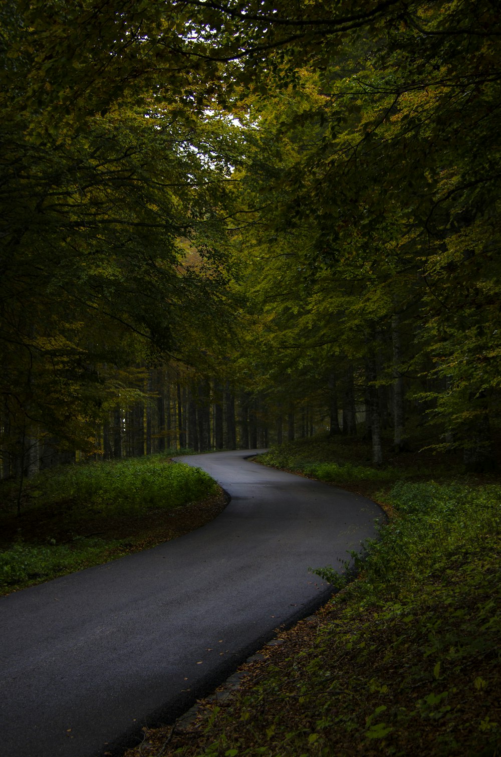 trees besidegrey concrete road