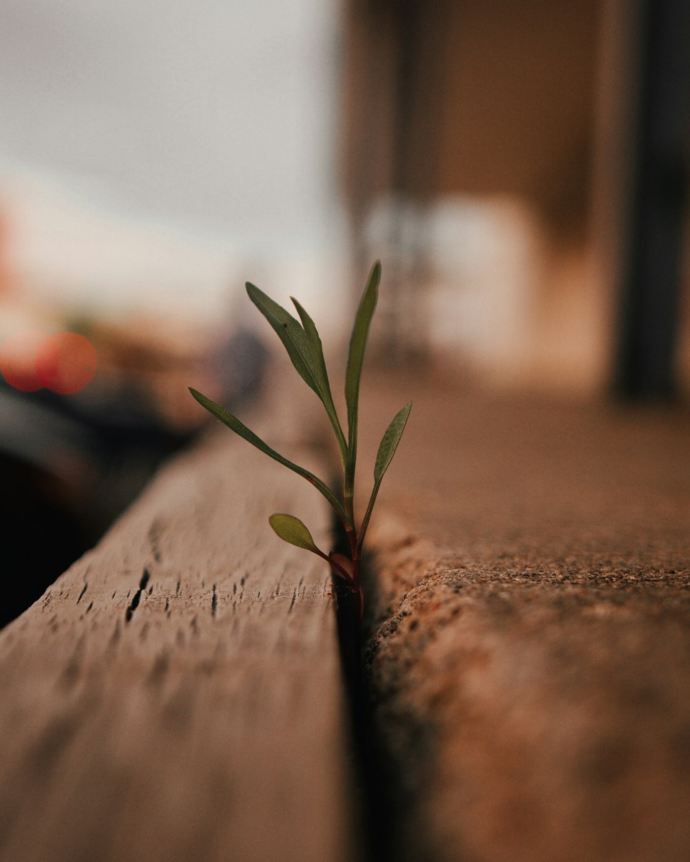 green-leafed plant on grey wood