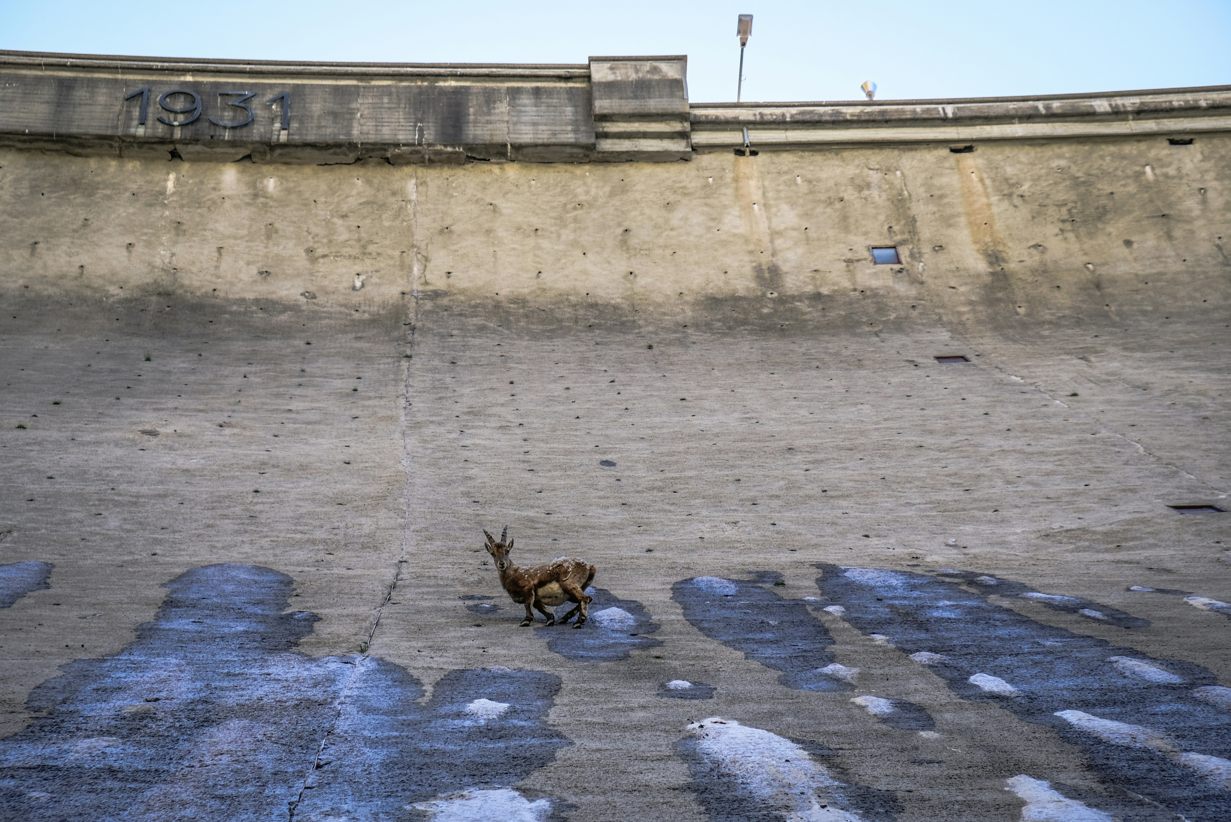 brown animal near grey concrete wall, 