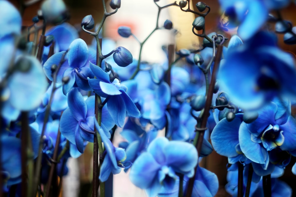 blue moth orchid flower