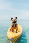 adult brown French bulldog standing on kayak