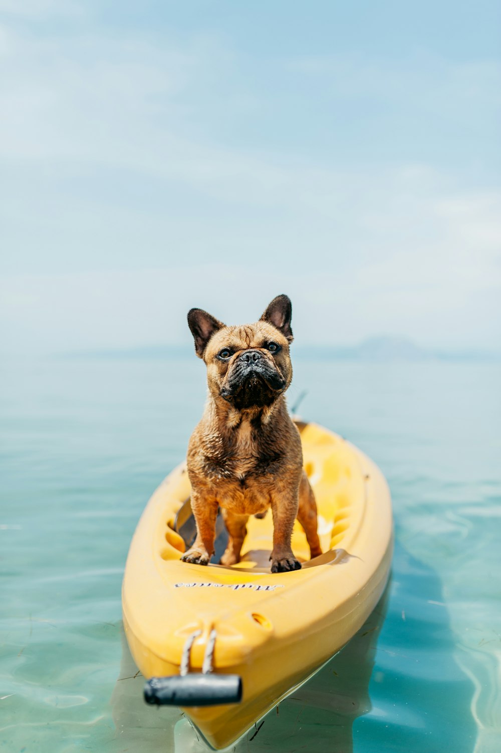 adult brown French bulldog standing on kayak