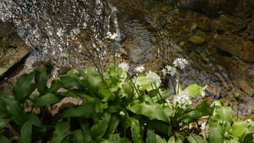 White wildflowers with broad green leaves grow near a small stream with clear, rippling water over a rocky bed. Sunlight highlights the plants and creates a glittering effect on the water surface.