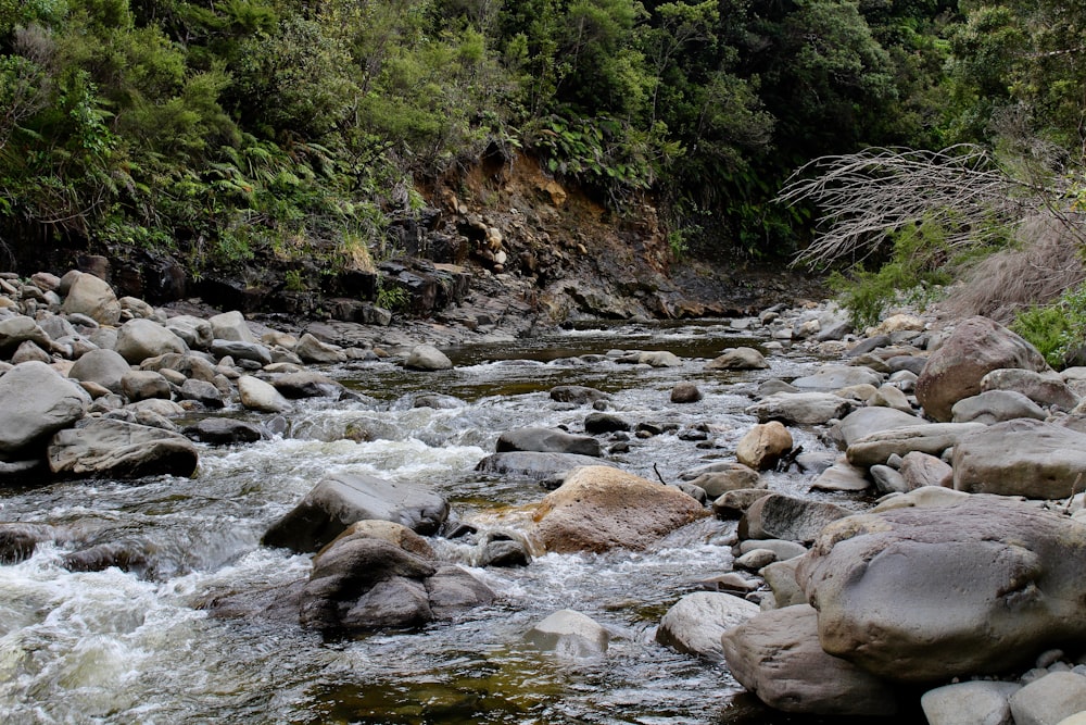 river surround by trees