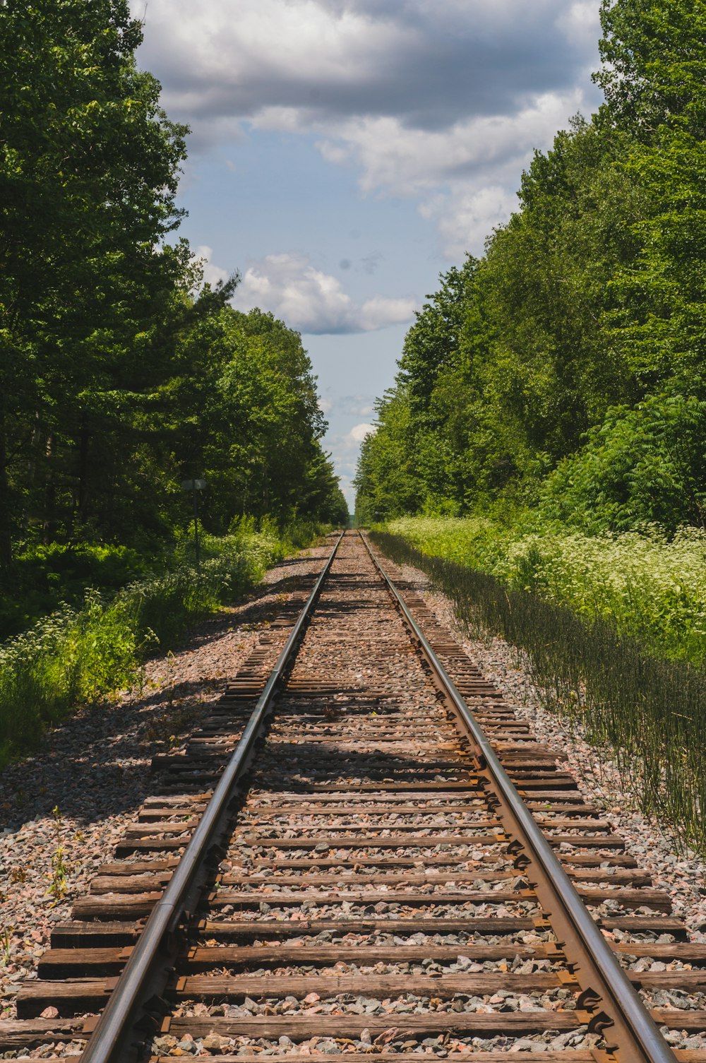 train rail between trees