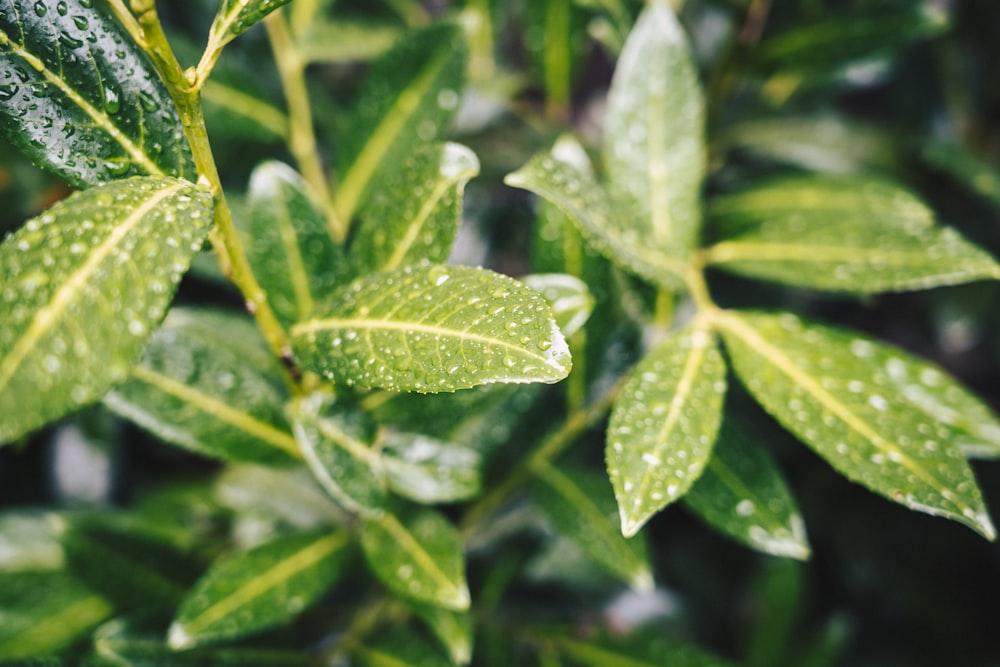 selective focus photography of water dew on green leafed plant