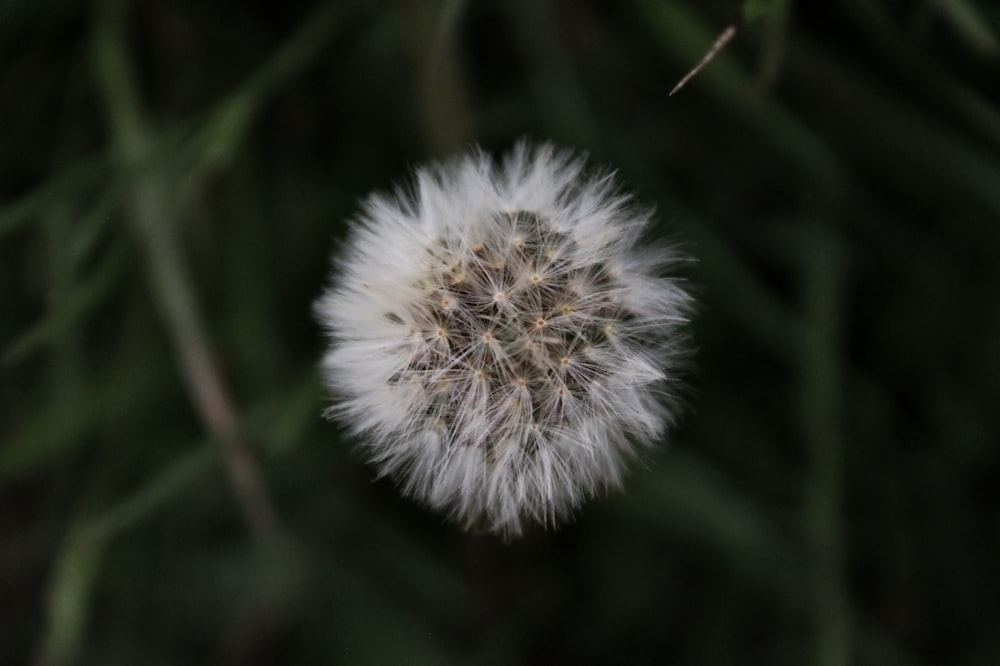 blooming white dandelion flower