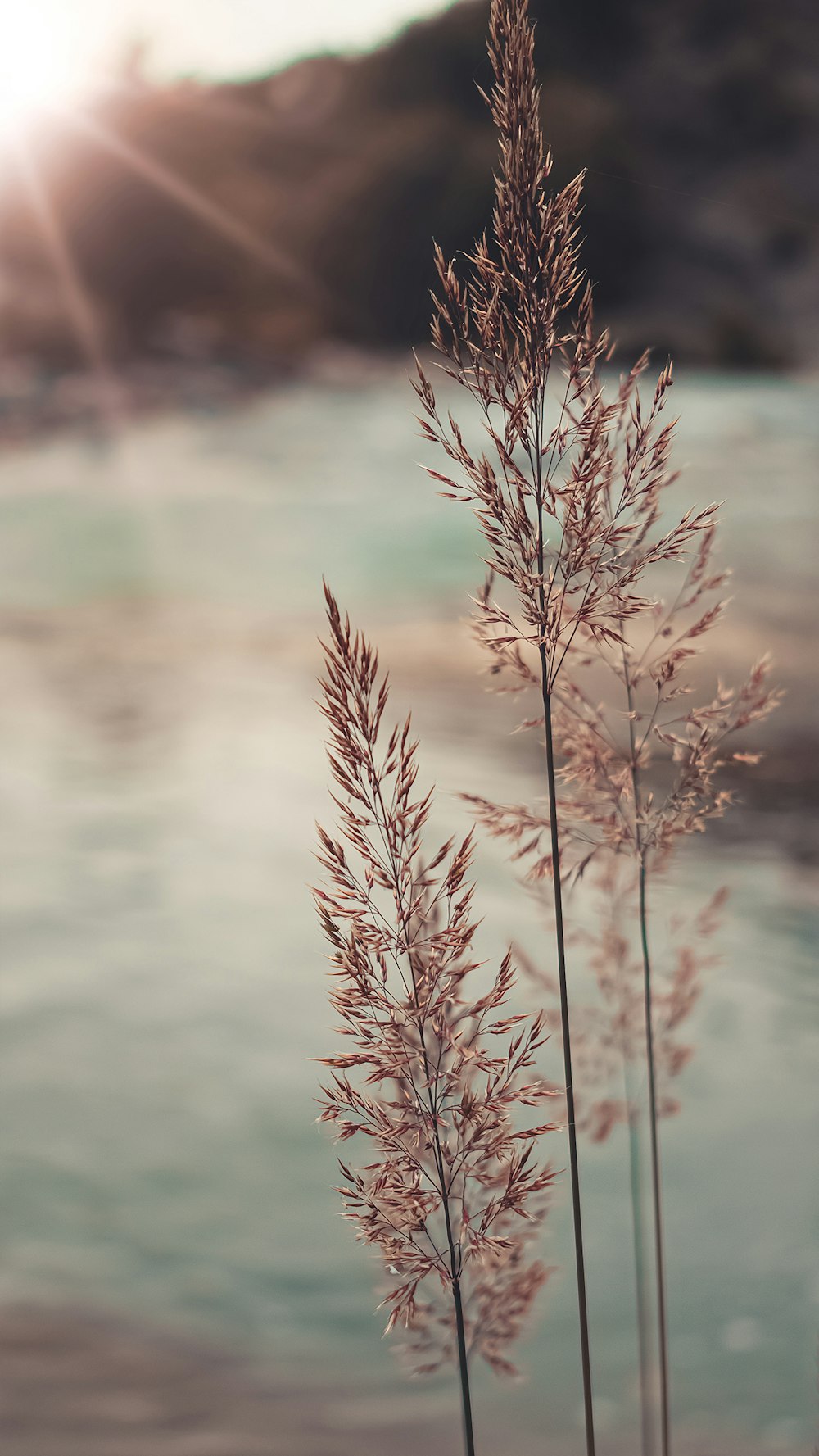 Selektive Fokusfotografie von rotblättrigen Blüten