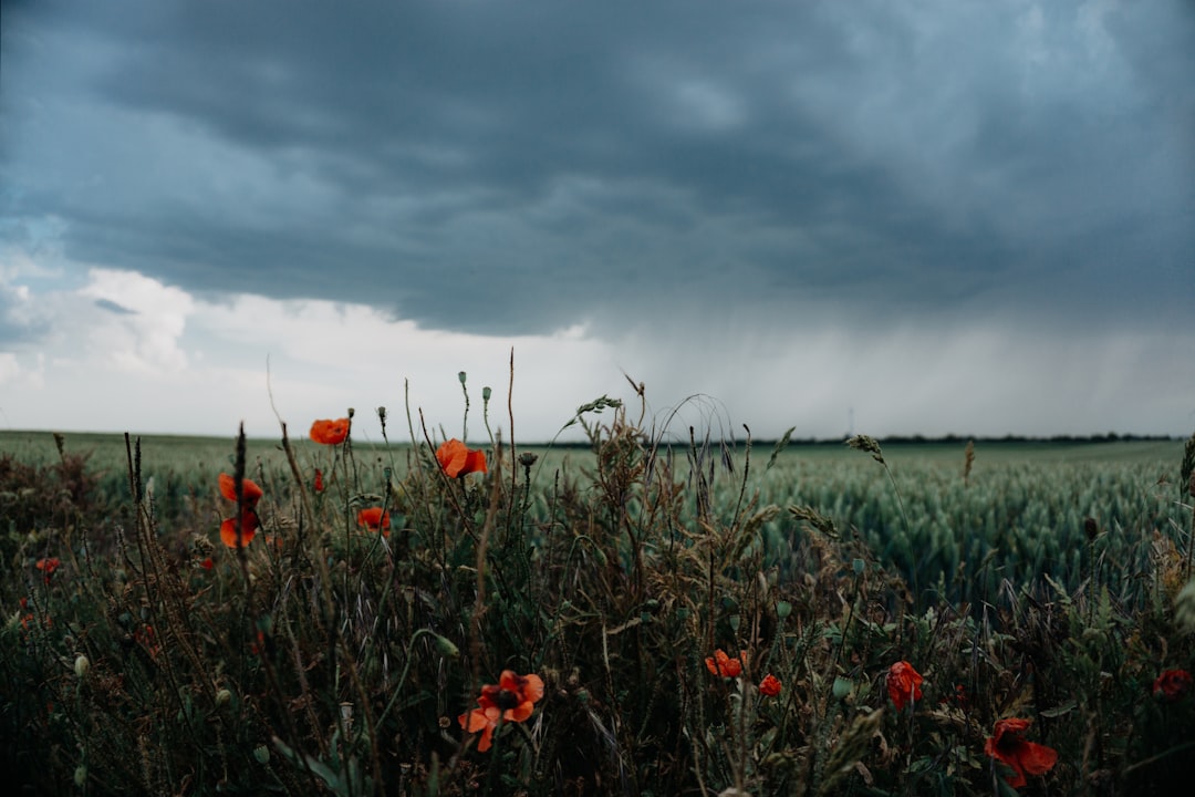 red poppy flowers