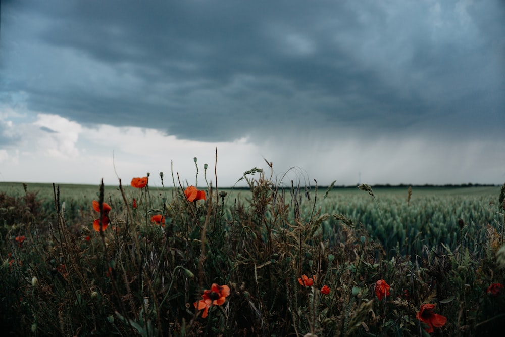 red poppy flowers