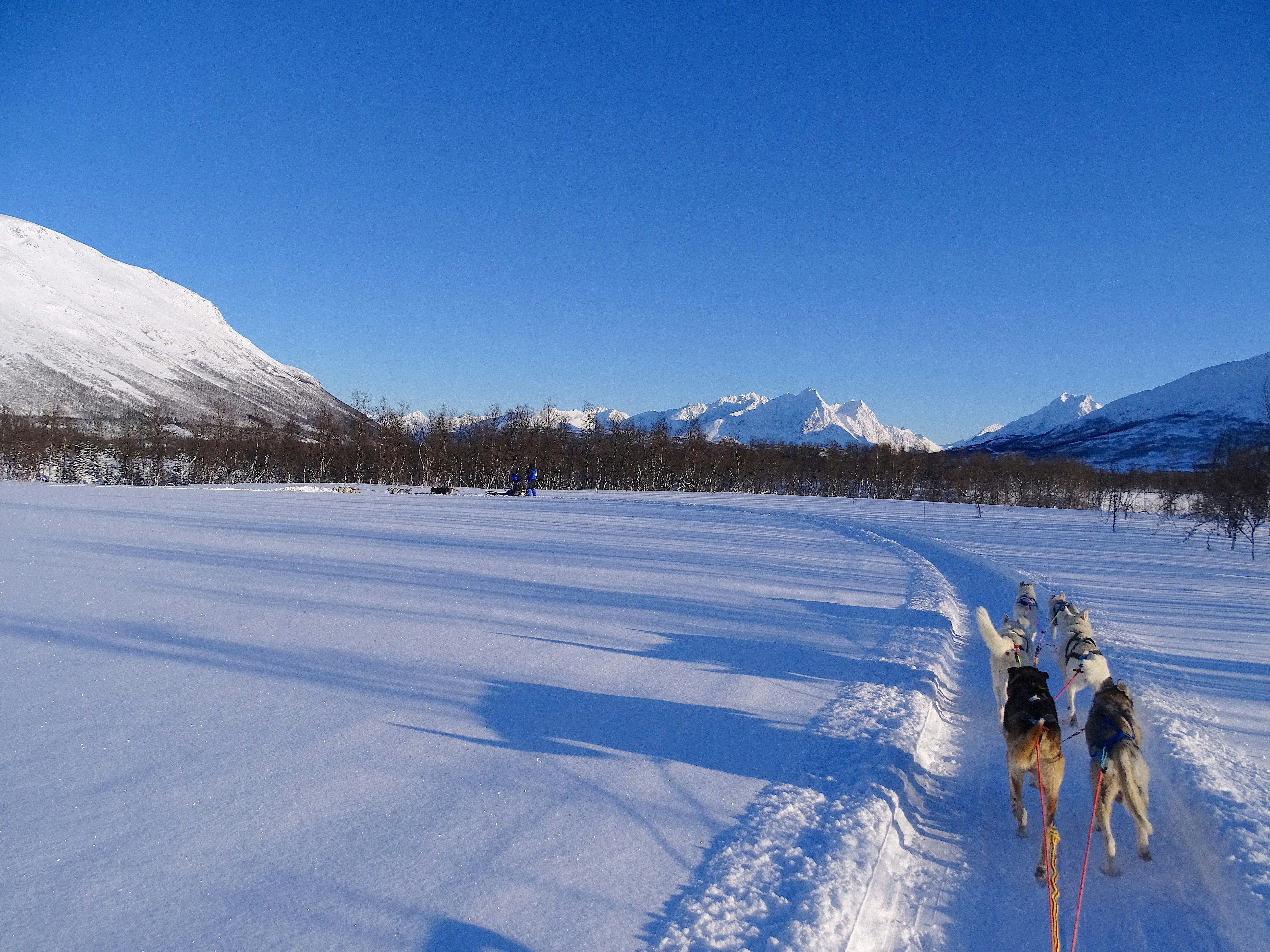 dogs running on snow pathway during day, 