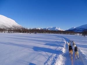 Close-up of rugged sled dog fitness equipment with a snowy mountain backdrop.