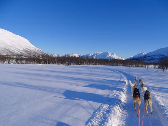 A joyful sled dog team racing through snowy trails with happy puppies playing nearby.