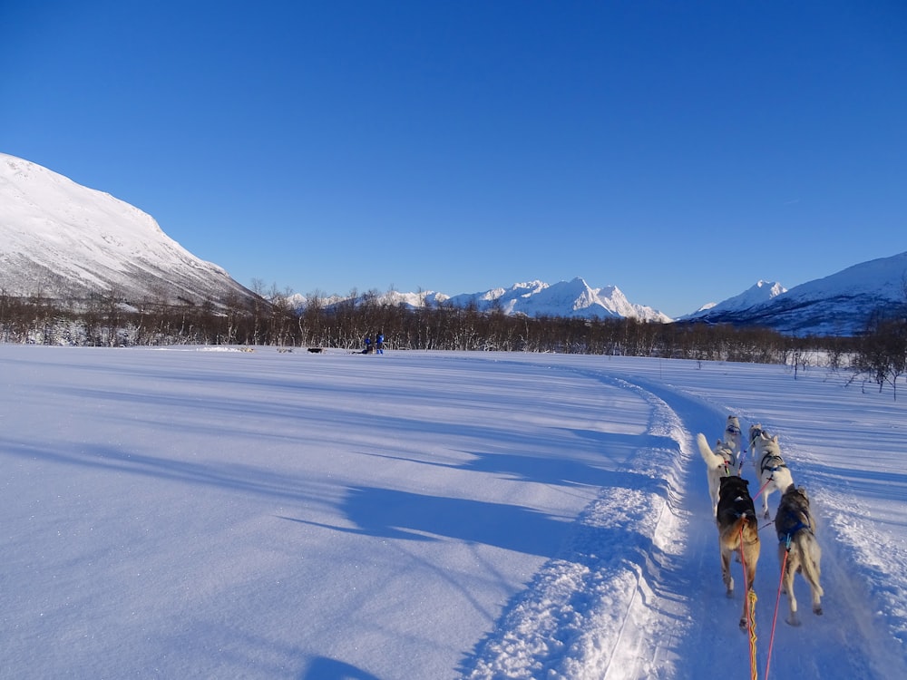 dogs running on snow pathway during day