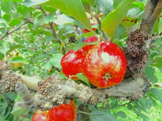 Bright red apples grow on a tree with lush green leaves. The apples appear ripe, surrounded by textured bark and a dense canopy of leaves.