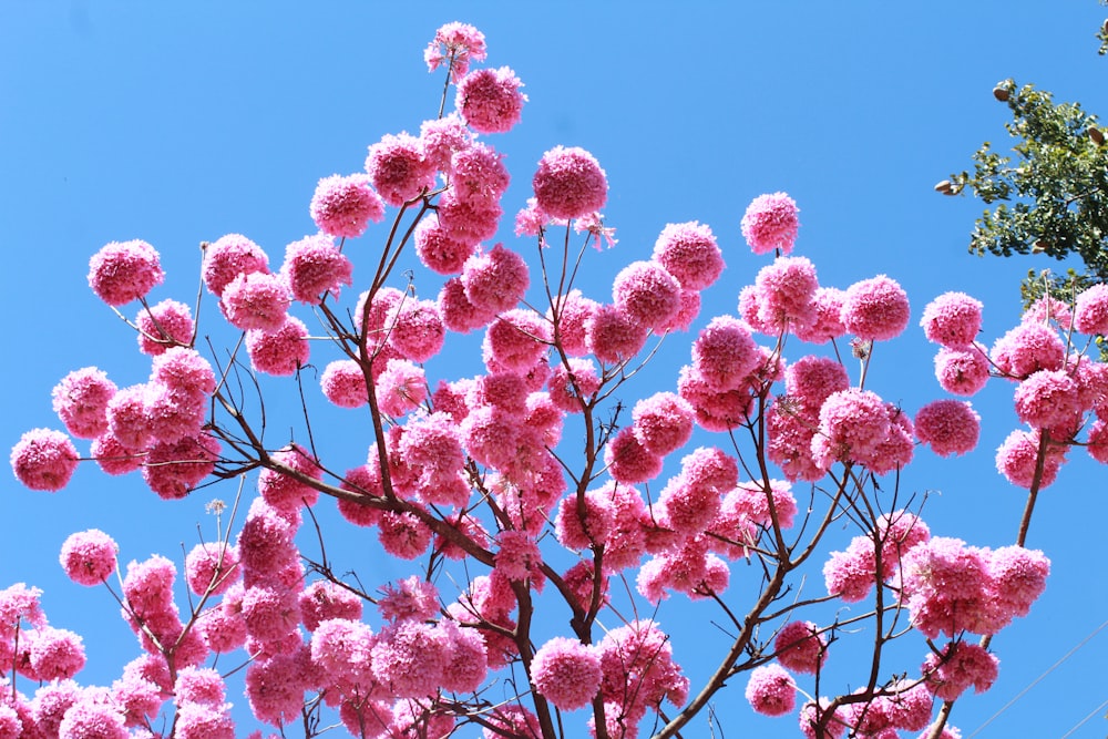 pink cherry blossom tree