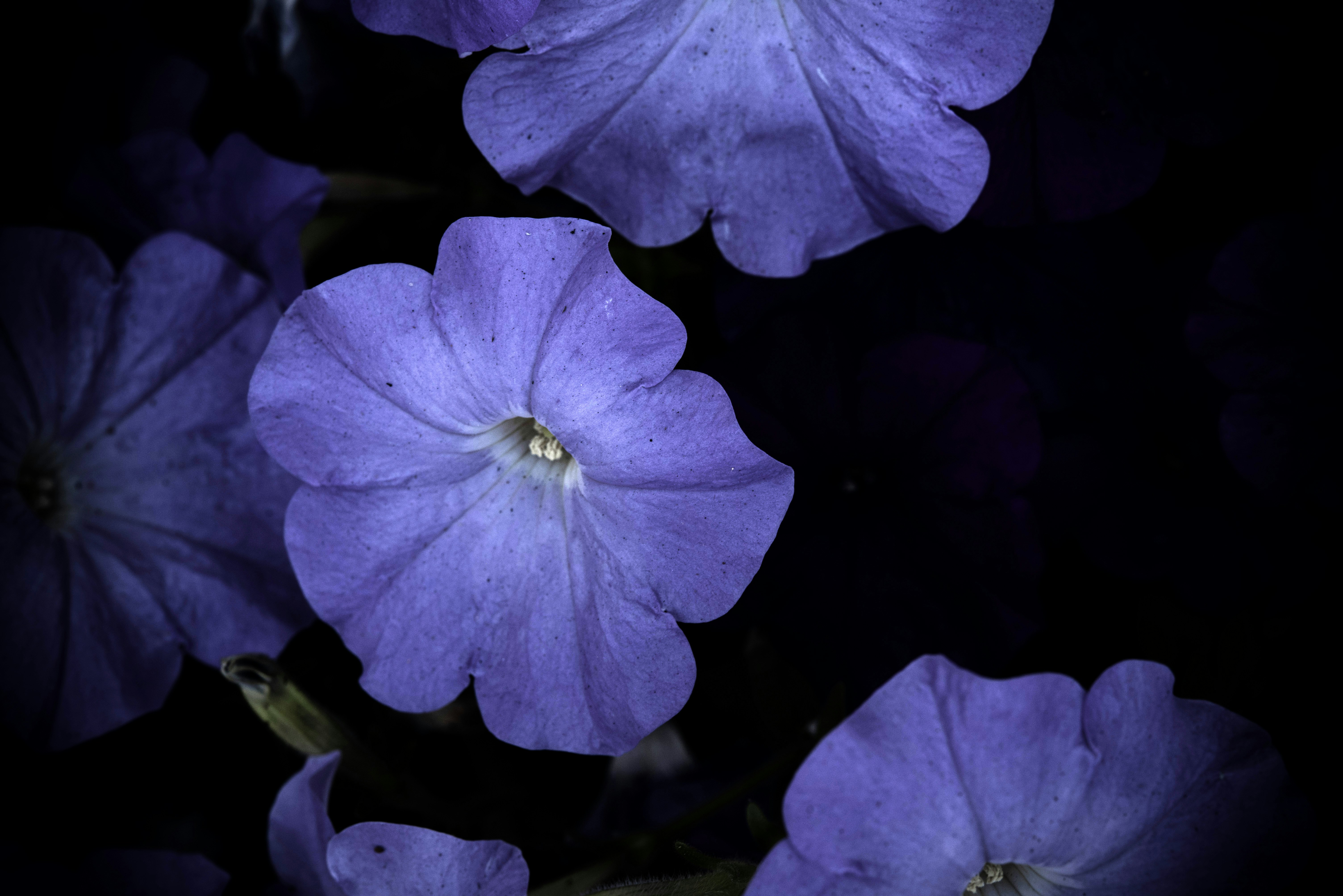 Photo by silverkrypt