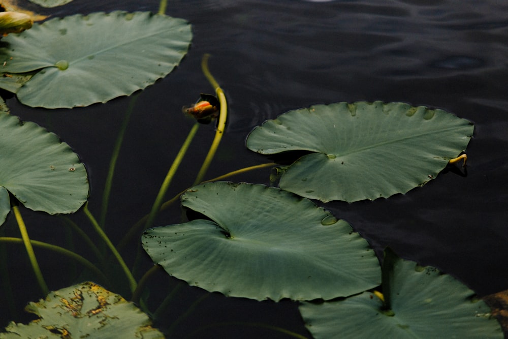 green lily pod s