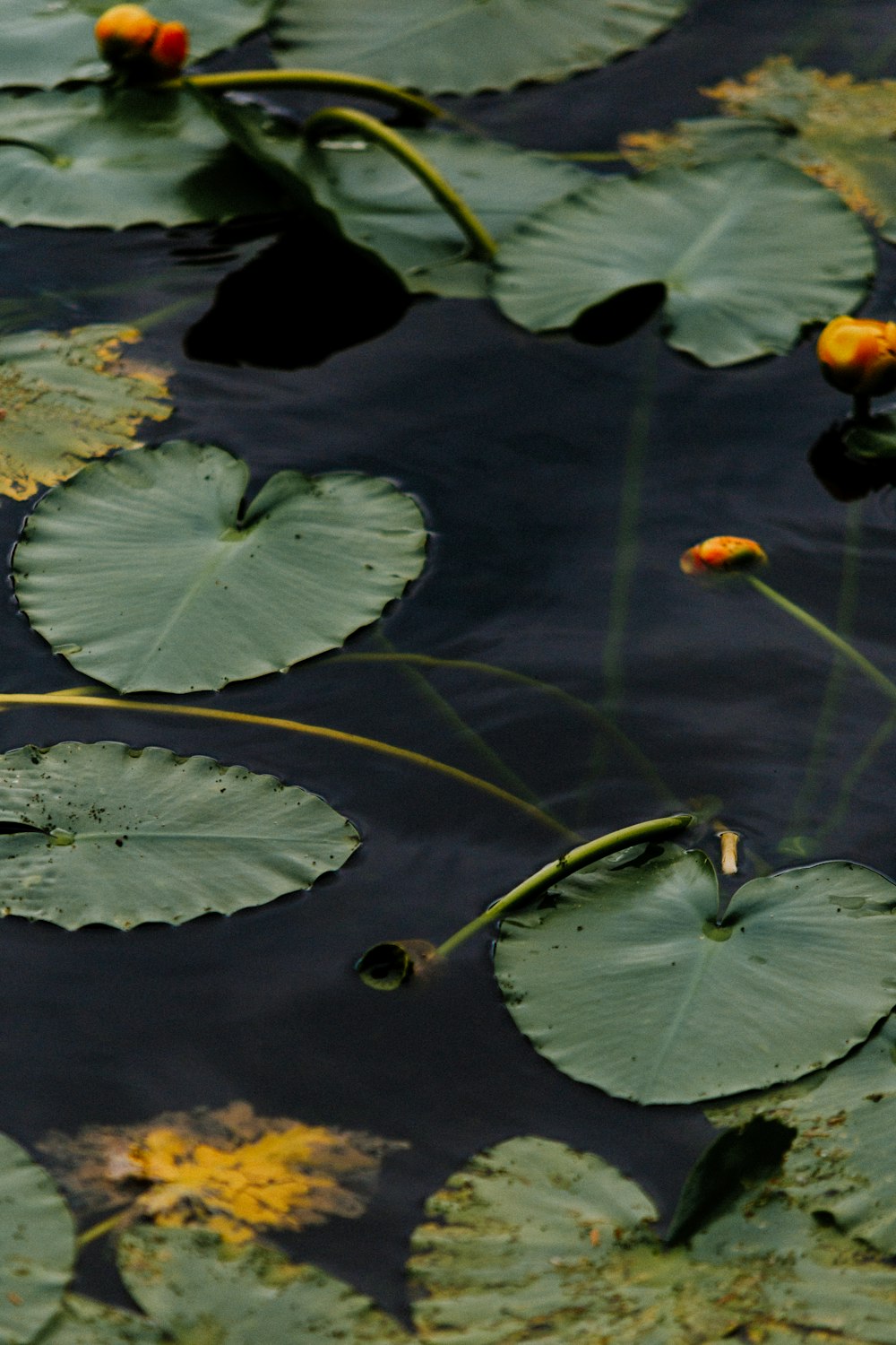 green water lily on body of water