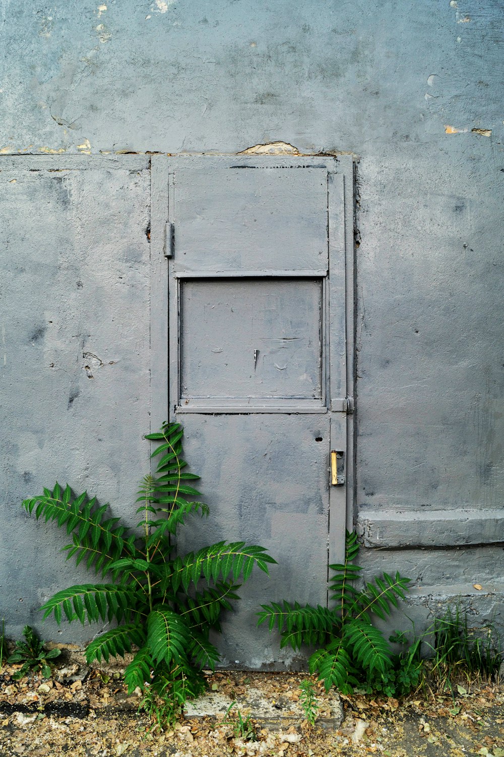 green=leafed plants outside gray metal door