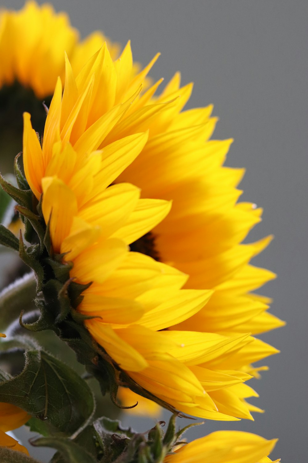 yellow sunflower