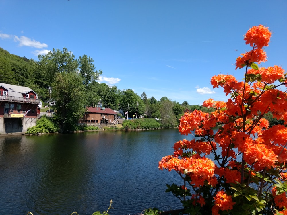 orange tree near lake