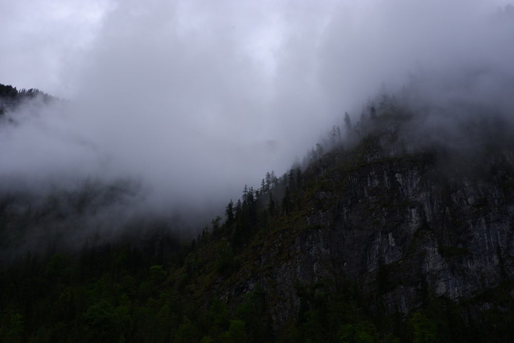 trees on mountains