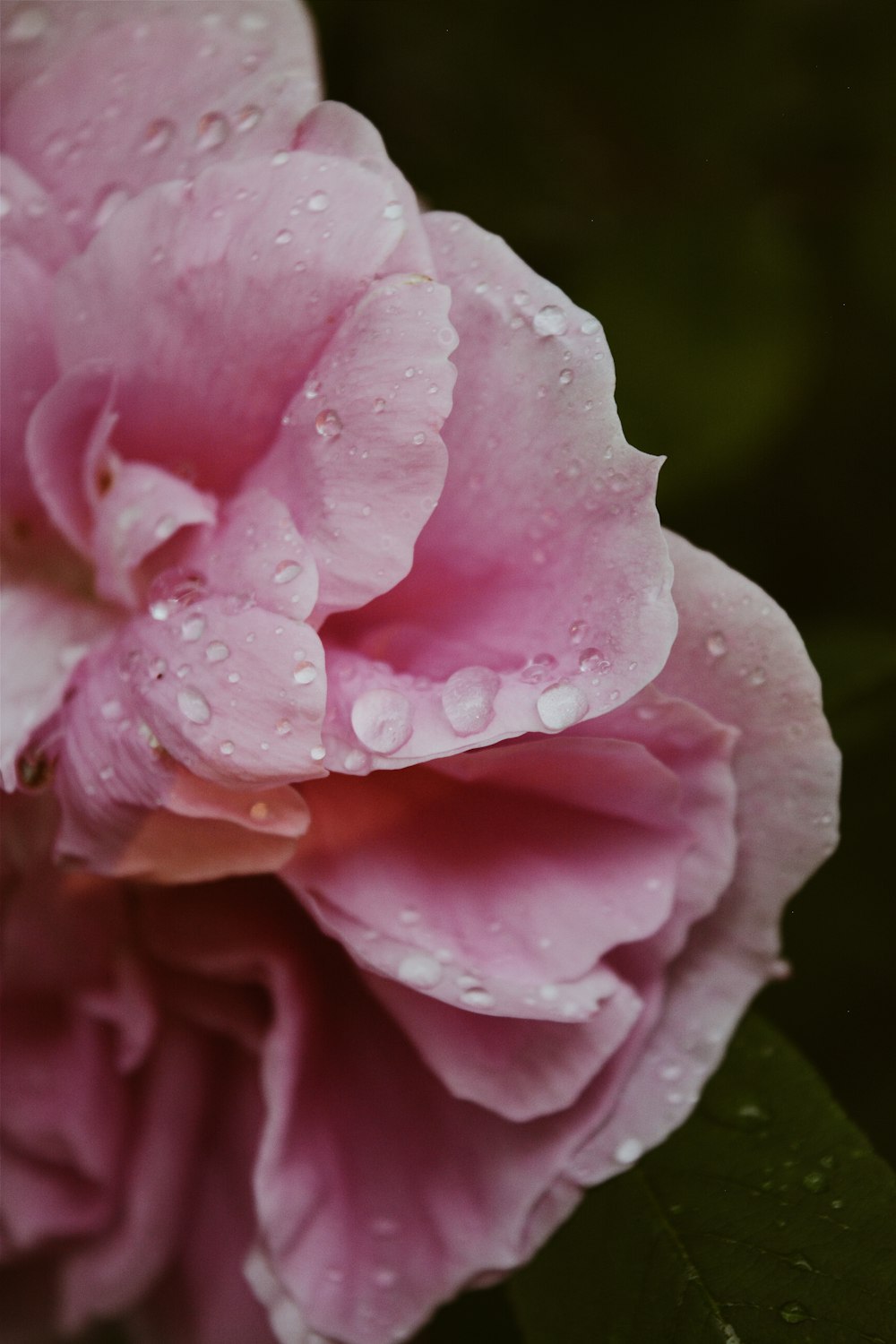 water drops on blooming pink rose flower