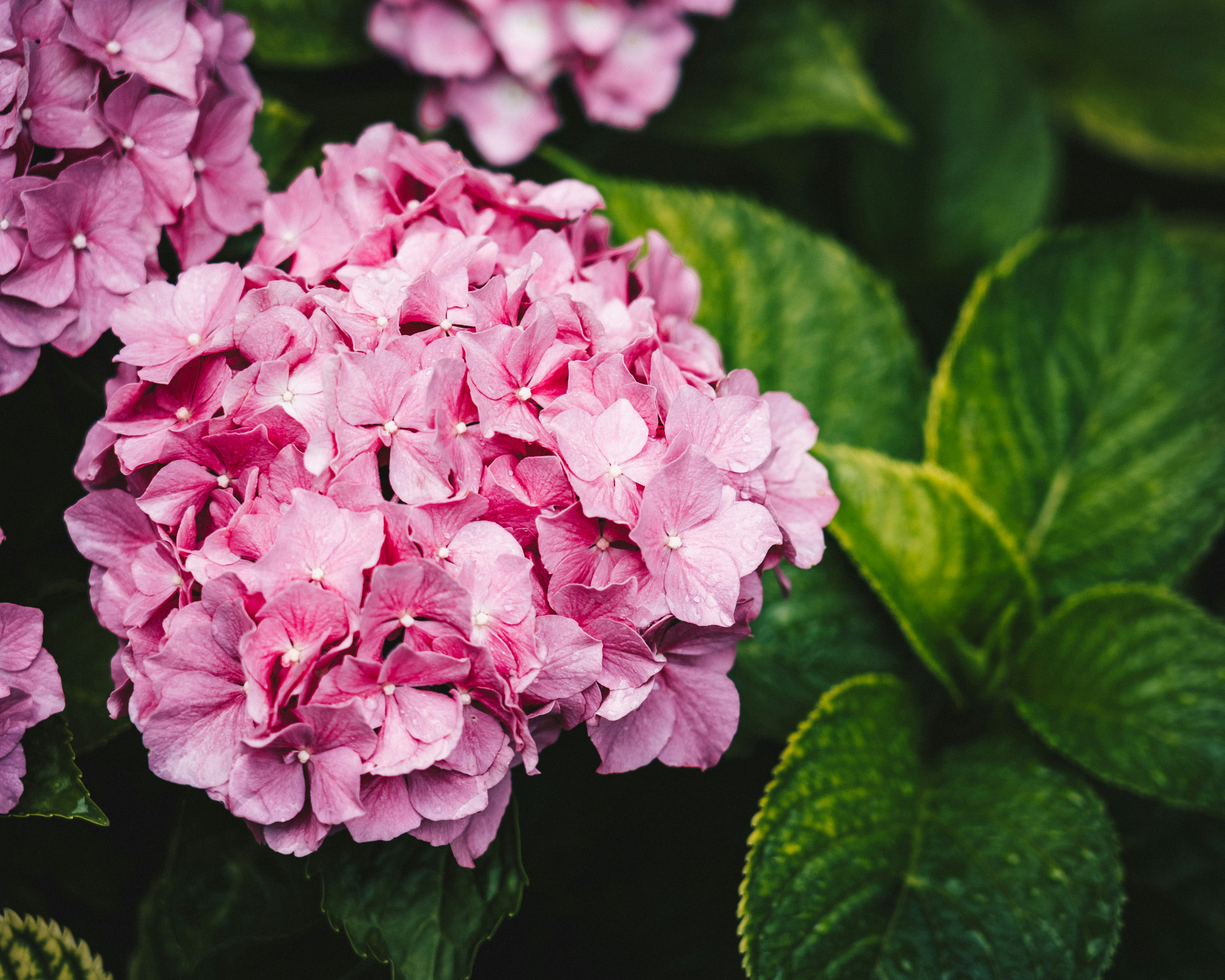 Photo by ballaschottner