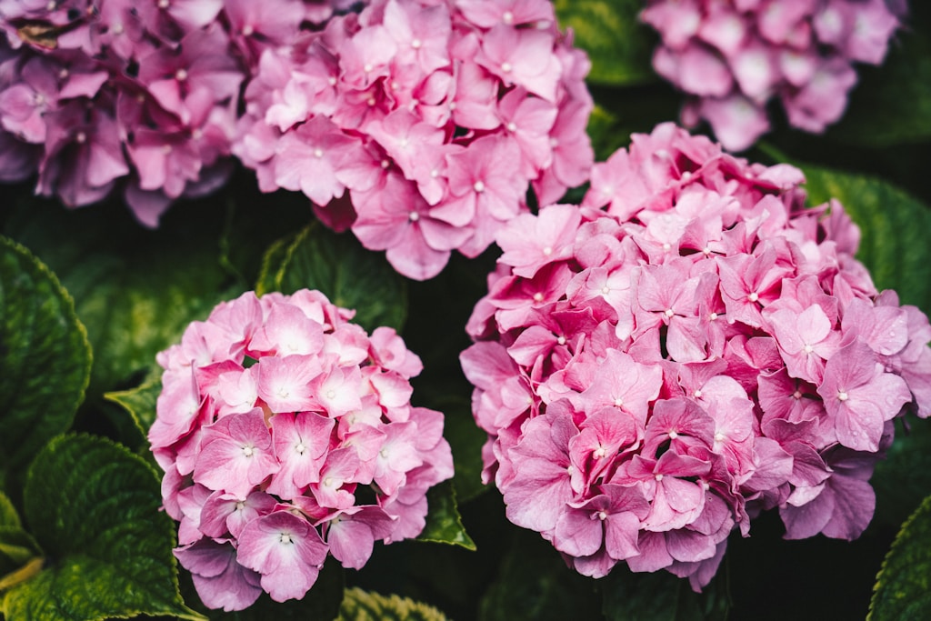 Emerald Natural Hydrangea