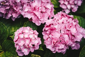 Emerald Natural Hydrangea