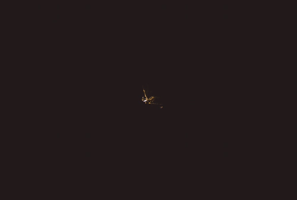 a bird is flying in the dark sky