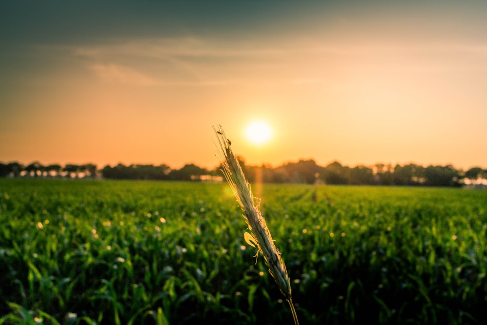 Campo de milho verde sob o nascer do sol